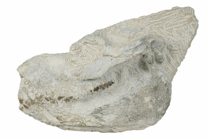 Fossil Oreodont (Merycoidodon) Partial Skull - South Dakota #269887